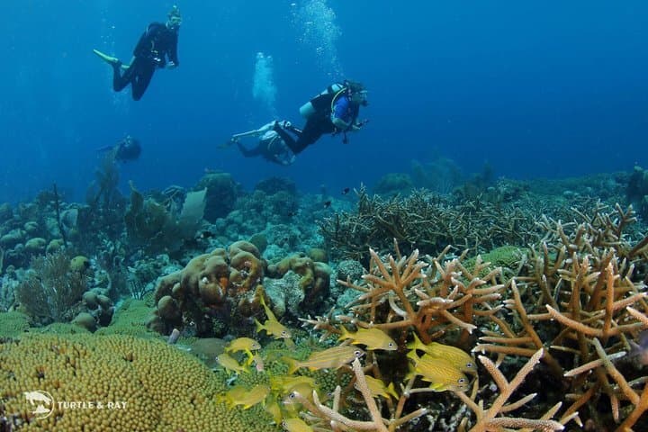 2 tank guided dive House Reef (Pierbaai Reef and Car Pile)