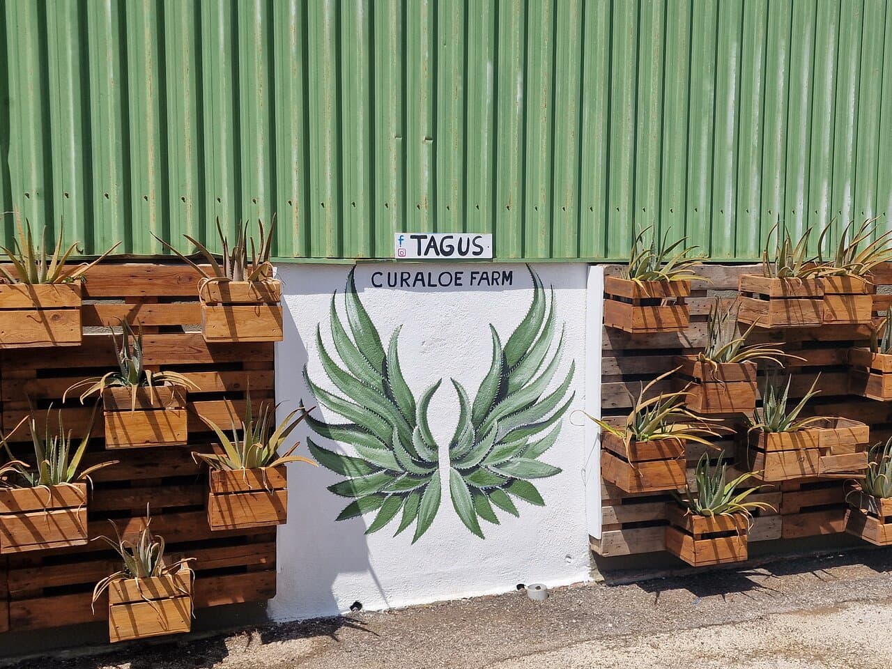 Aloe Vera Farm Curacao