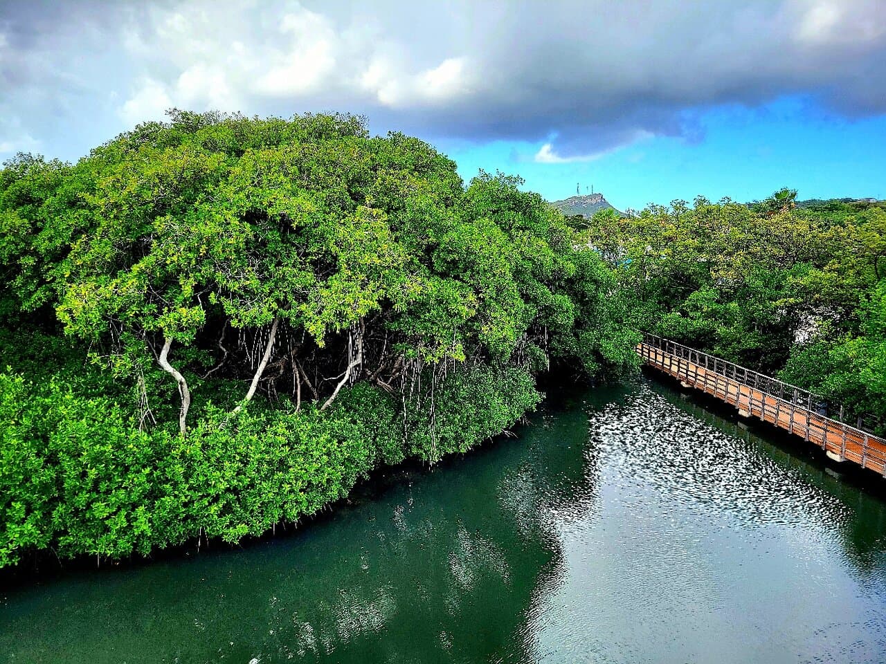 Curacao Rif Mangrove Park