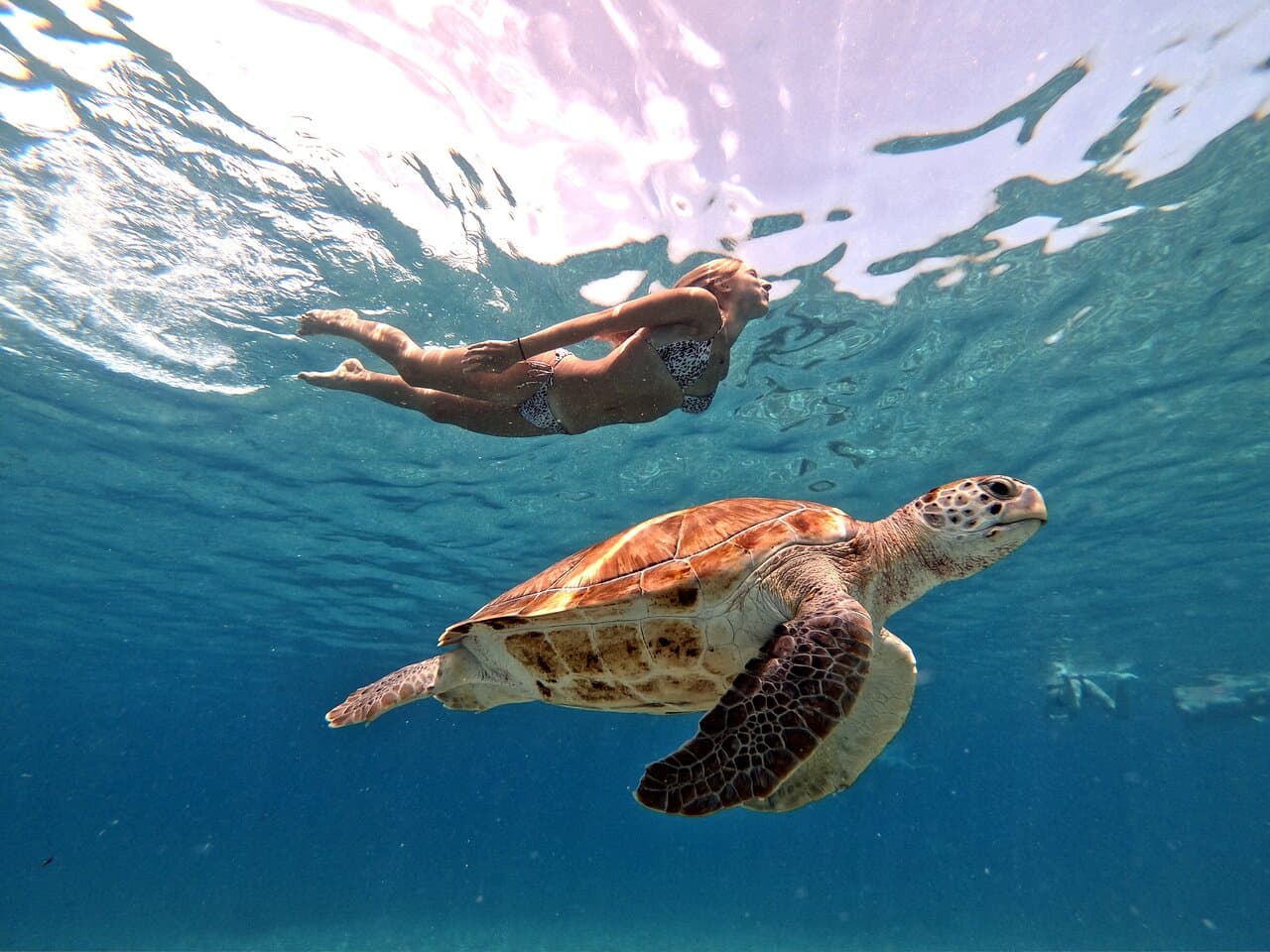 Curacao Safari Tours