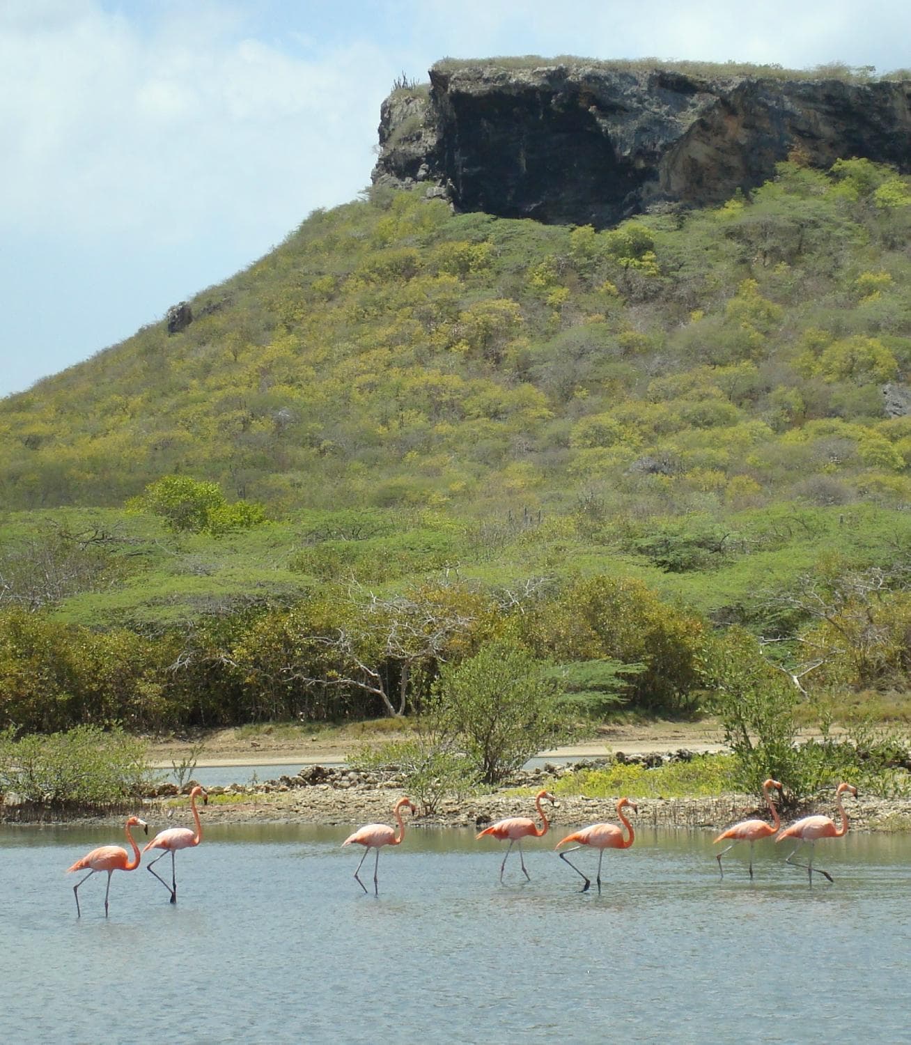 Flamingo Sanctuary Sint Willibrordus