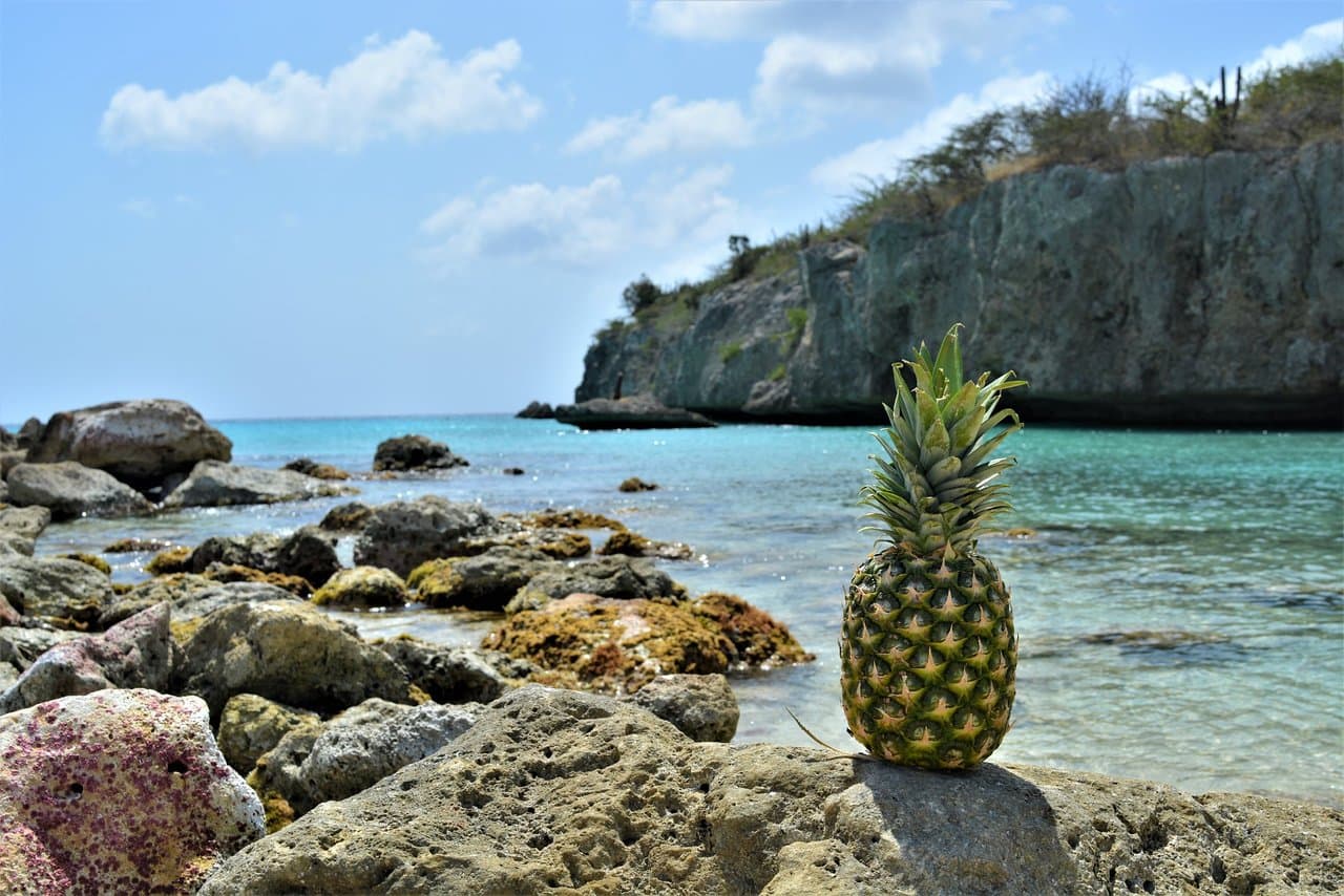 Gone Caribe