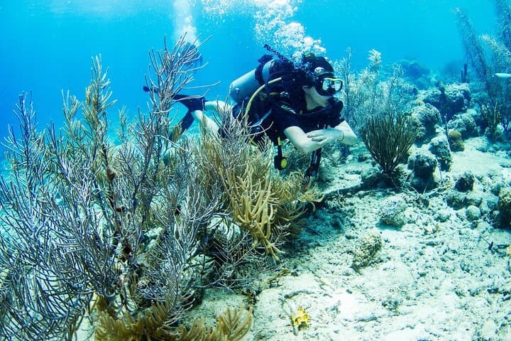 Introduction Shore Dive with Scubacao (1 dive)