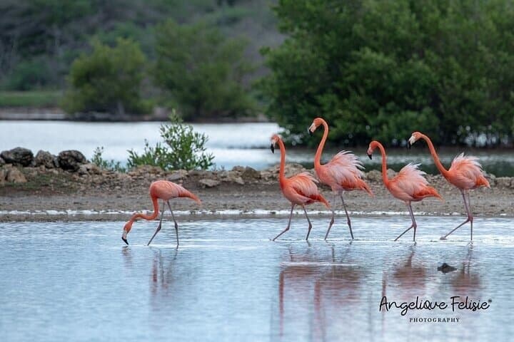Private West Coast Tour Curacao – Beaches, Nature & Photography