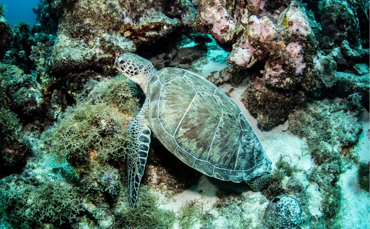Scubacao Diving Adventures