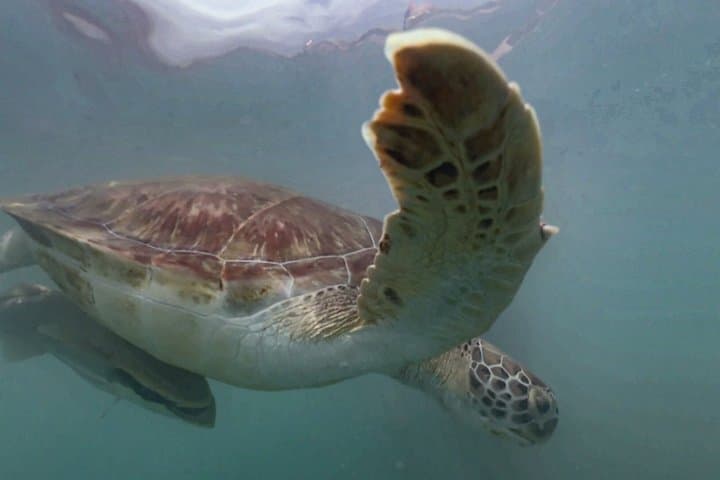 Sea Turtles Caves and Iconic Beaches West Curacao Private Tour