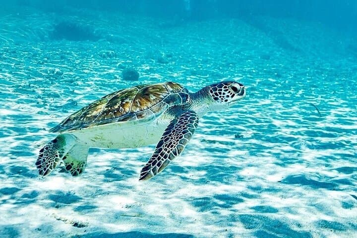 Snorkel with Turtles & Kenepa Grandi Beach: Nr.1 Island Day Trip