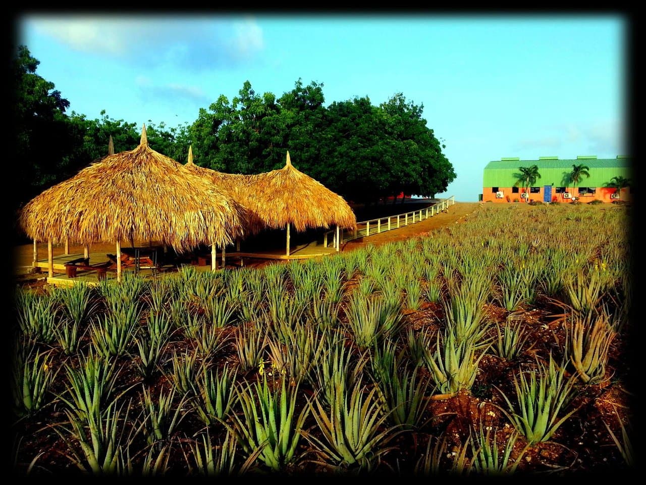 The Aloe Vera Curacao, Home of Curaloe Tour
