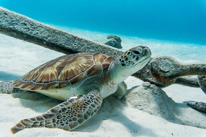 Turtle Swim at TurtleBay visit Flamingos & KnipBeach Safari Truck