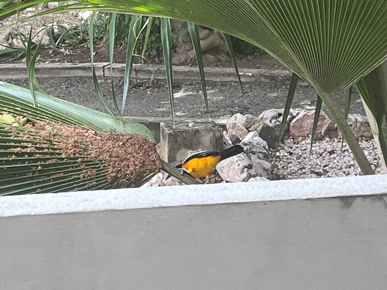 Happy Turtle Apartments